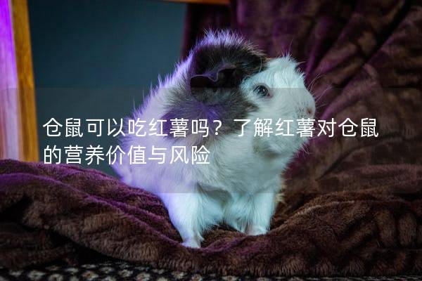 仓鼠可以吃红薯吗？了解红薯对仓鼠的营养价值与风险