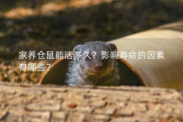 家养仓鼠能活多久？影响寿命的因素有哪些？