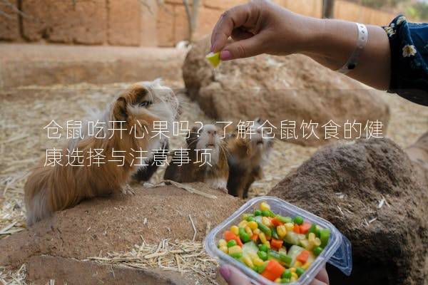 仓鼠吃开心果吗？了解仓鼠饮食的健康选择与注意事项