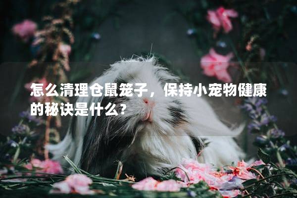 怎么清理仓鼠笼子,保持小宠物健康的秘诀是什么? 怎么清理仓鼠笼子,保持小宠物健康的秘诀是什么?