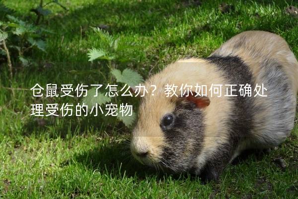 仓鼠受伤了怎么办？教你如何正确处理受伤的小宠物