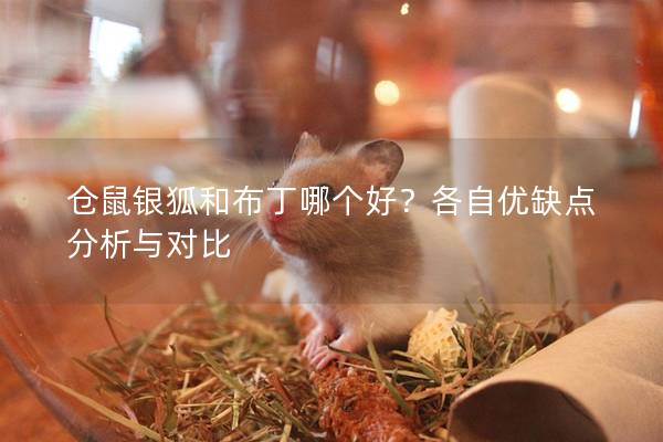 仓鼠银狐和布丁哪个好？各自优缺点分析与对比