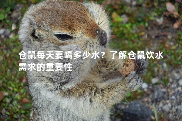 仓鼠每天要喝多少水？了解仓鼠饮水需求的重要性