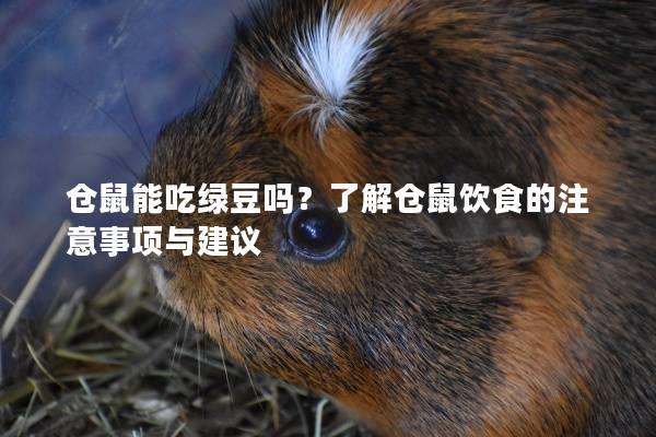 仓鼠能吃绿豆吗？了解仓鼠饮食的注意事项与建议
