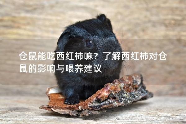 仓鼠能吃西红柿嘛？了解西红柿对仓鼠的影响与喂养建议