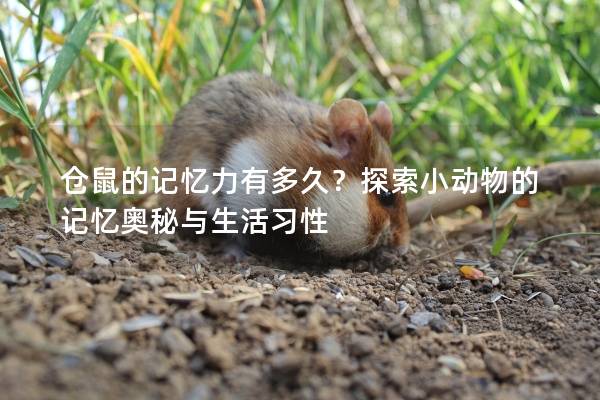 仓鼠的记忆力有多久？探索小动物的记忆奥秘与生活习性