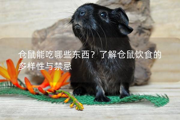 仓鼠能吃哪些东西？了解仓鼠饮食的多样性与禁忌