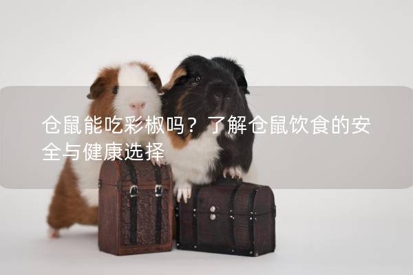仓鼠能吃彩椒吗？了解仓鼠饮食的安全与健康选择