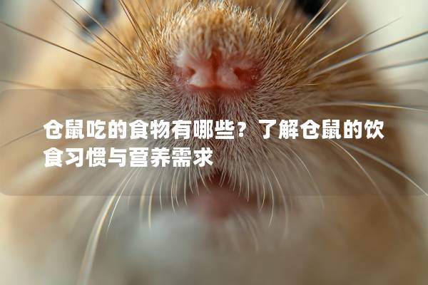 仓鼠吃的食物有哪些？了解仓鼠的饮食习惯与营养需求