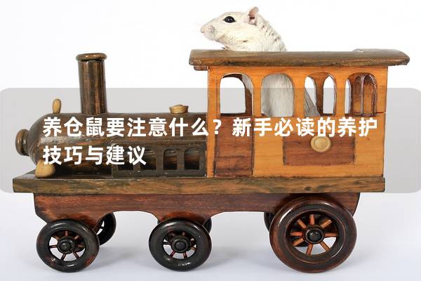 养仓鼠要注意什么？新手必读的养护技巧与建议