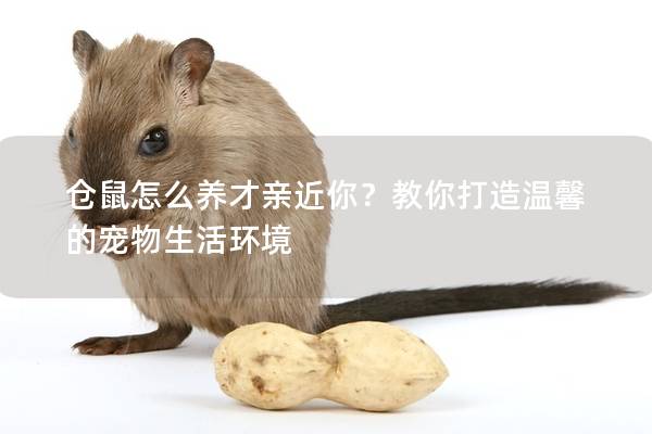 仓鼠怎么养才亲近你？教你打造温馨的宠物生活环境