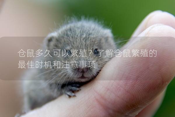 仓鼠多久可以繁殖？了解仓鼠繁殖的最佳时机和注意事项