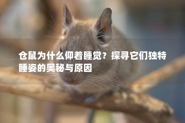 仓鼠为什么仰着睡觉？探寻它们独特睡姿的奥秘与原因