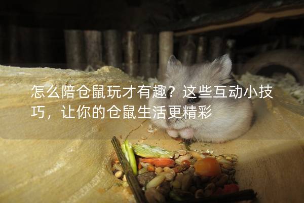 怎么陪仓鼠玩才有趣？这些互动小技巧，让你的仓鼠生活更精彩