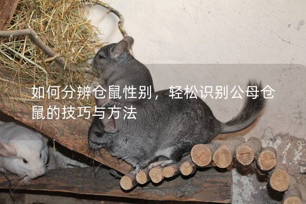 如何分辨仓鼠性别，轻松识别公母仓鼠的技巧与方法