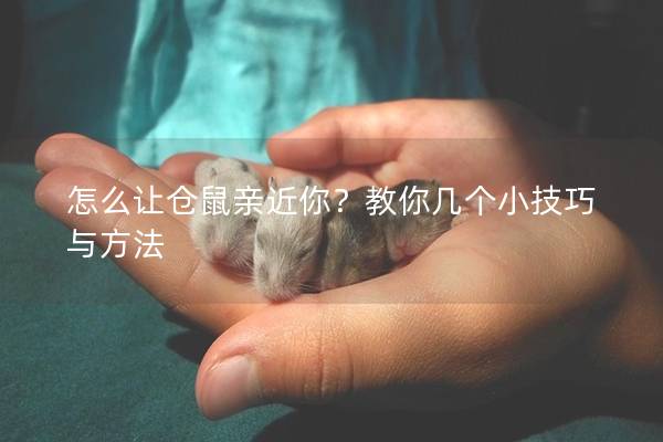 怎么让仓鼠亲近你？教你几个小技巧与方法