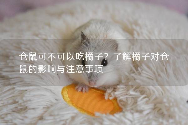 仓鼠可不可以吃橘子？了解橘子对仓鼠的影响与注意事项