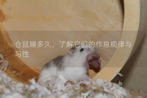 仓鼠睡多久，了解它们的作息规律与习性
