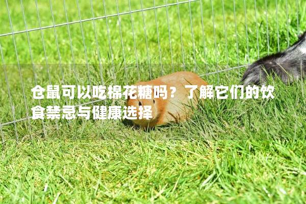 仓鼠可以吃棉花糖吗？了解它们的饮食禁忌与健康选择