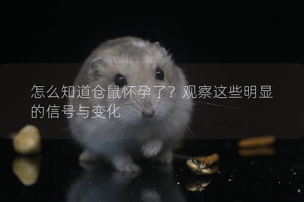 怎么知道仓鼠怀孕了？观察这些明显的信号与变化