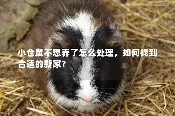 小仓鼠不想养了怎么处理，如何找到合适的新家？