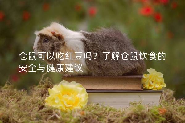 仓鼠可以吃红豆吗？了解仓鼠饮食的安全与健康建议