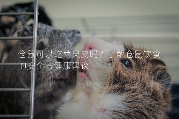 仓鼠可以吃苹果皮吗？了解仓鼠饮食的安全与健康建议