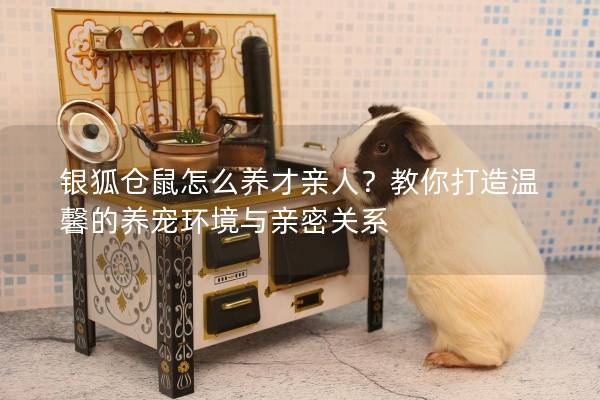 银狐仓鼠怎么养才亲人？教你打造温馨的养宠环境与亲密关系