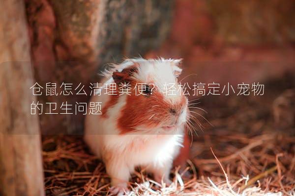 仓鼠怎么清理粪便？轻松搞定小宠物的卫生问题