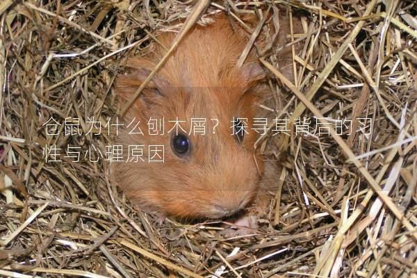 仓鼠为什么刨木屑？探寻其背后的习性与心理原因