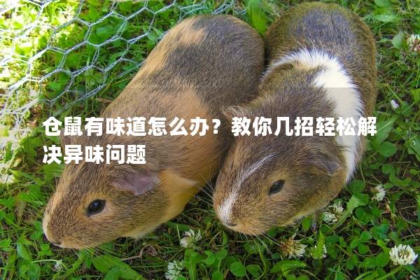 仓鼠有味道怎么办？教你几招轻松解决异味问题