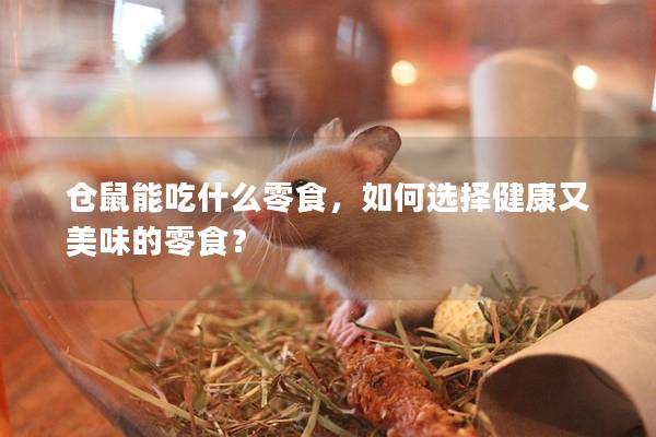 仓鼠能吃什么零食，如何选择健康又美味的零食？