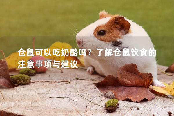 仓鼠可以吃奶酪吗？了解仓鼠饮食的注意事项与建议