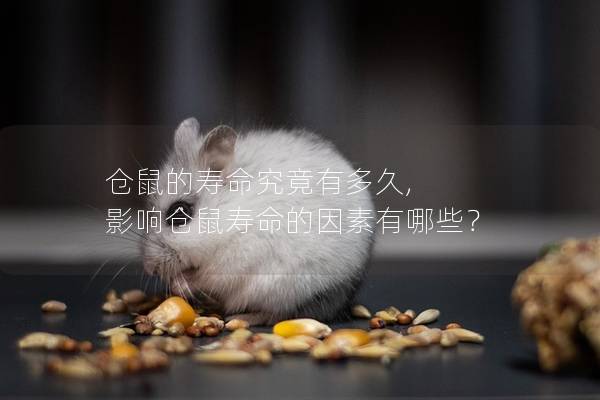 仓鼠的寿命究竟有多久, 影响仓鼠寿命的因素有哪些？