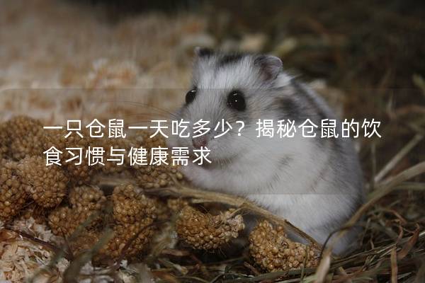 一只仓鼠一天吃多少？揭秘仓鼠的饮食习惯与健康需求