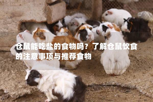 仓鼠能吃盐的食物吗？了解仓鼠饮食的注意事项与推荐食物