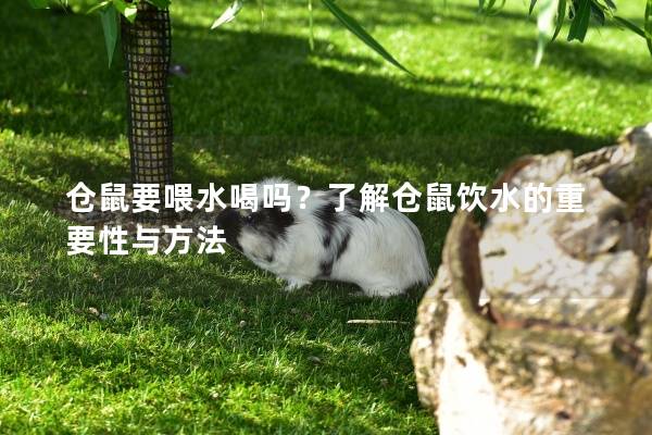 仓鼠要喂水喝吗？了解仓鼠饮水的重要性与方法