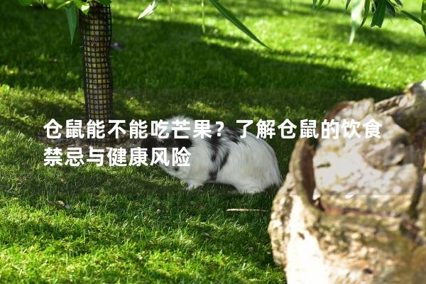 仓鼠能不能吃芒果？了解仓鼠的饮食禁忌与健康风险