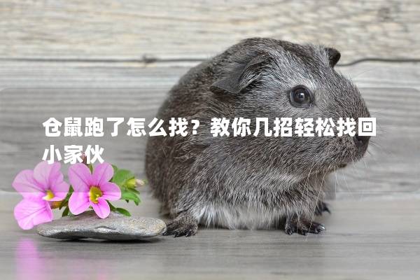 仓鼠跑了怎么找？教你几招轻松找回小家伙
