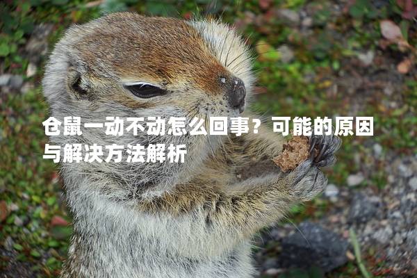 仓鼠一动不动怎么回事？可能的原因与解决方法解析