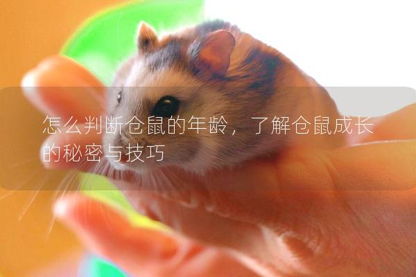 怎么判断仓鼠的年龄，了解仓鼠成长的秘密与技巧