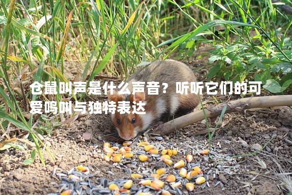 仓鼠叫声是什么声音？听听它们的可爱鸣叫与独特表达