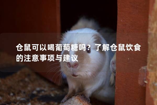 仓鼠可以喝葡萄糖吗？了解仓鼠饮食的注意事项与建议