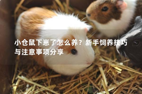 小仓鼠下崽了怎么养？新手饲养技巧与注意事项分享