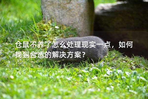 仓鼠不养了怎么处理现实一点，如何找到合适的解决方案？