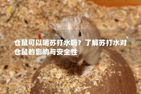 仓鼠可以喝苏打水吗？了解苏打水对仓鼠的影响与安全性