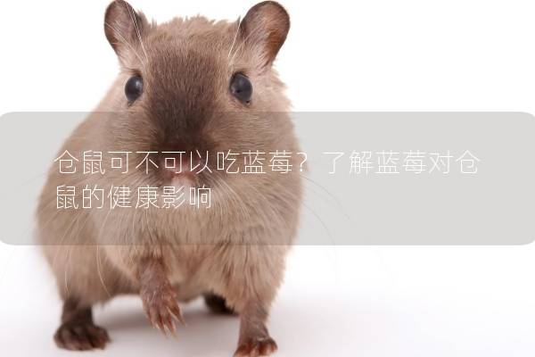 仓鼠可不可以吃蓝莓？了解蓝莓对仓鼠的健康影响