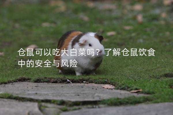 仓鼠可以吃大白菜吗？了解仓鼠饮食中的安全与风险
