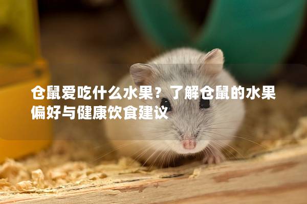 仓鼠爱吃什么水果？了解仓鼠的水果偏好与健康饮食建议