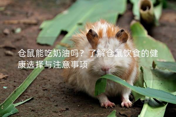 仓鼠能吃奶油吗？了解仓鼠饮食的健康选择与注意事项